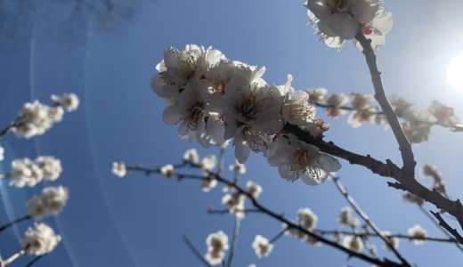 ココロキッズデイ開催⭐️